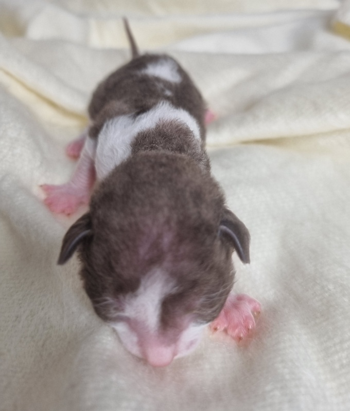 Bergamot Elemani Dream - Kitten cornish rex 0.5 weeks