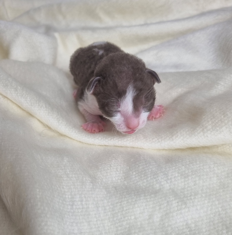Bergamot Elemani Dream - Kitten cornish rex 0.5 weeks