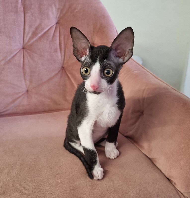 Bazilik Elemani Dream - Kitten cornish rex 2 months 1.5 week