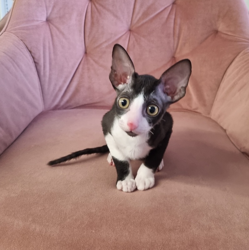 Bazilik Elemani Dream - Kitten cornish rex 2 months 1.5 week