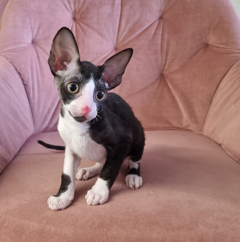 Bazilik Elemani Dream - Kitten cornish rex 2 months 1.5 week