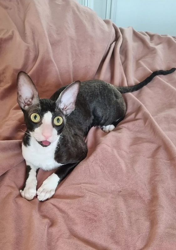 Bazilik Elemani Dream - Junior cornish rex 7 months