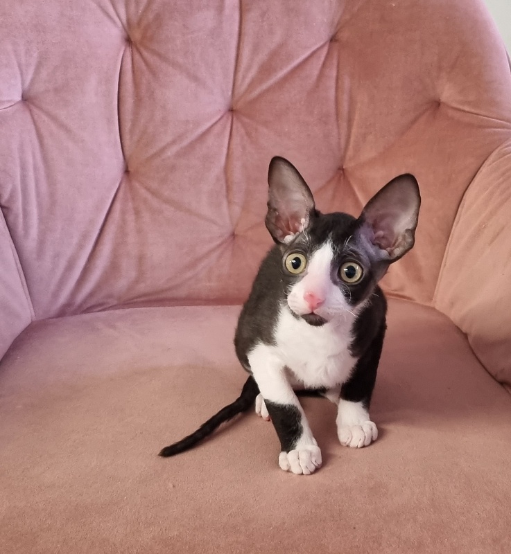 Bazilik Elemani Dream - Kitten cornish rex 2 months 1.5 week
