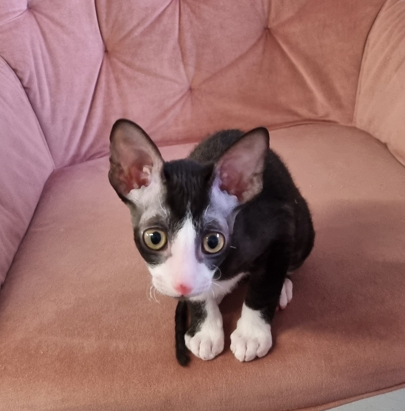 Bazilik Elemani Dream - Kitten cornish rex 2 months 1.5 week