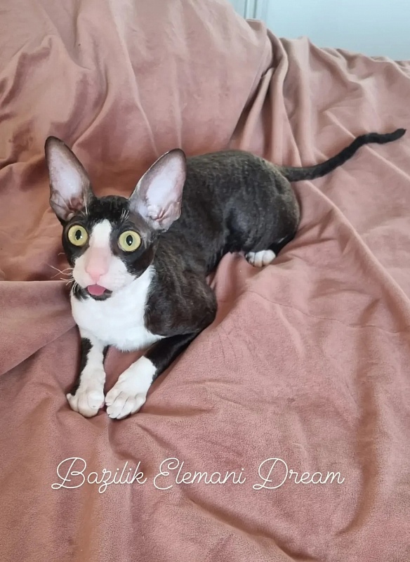 Bazilik Elemani Dream - Junior cornish rex 7 months