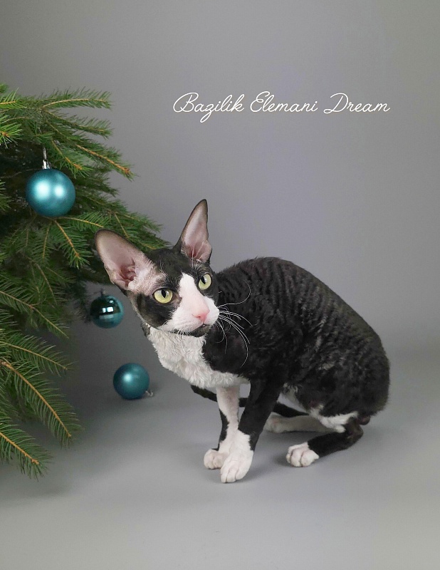 Bazilik Elemani Dream - Adult cornish rex 1 year 11 months