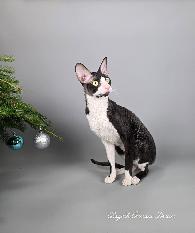 Bazilik Elemani Dream - Adult cornish rex 1 year 11 months