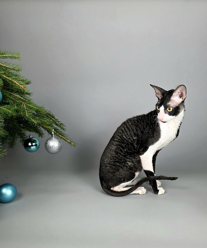 Bazilik Elemani Dream - Adult cornish rex 1 year 11 months