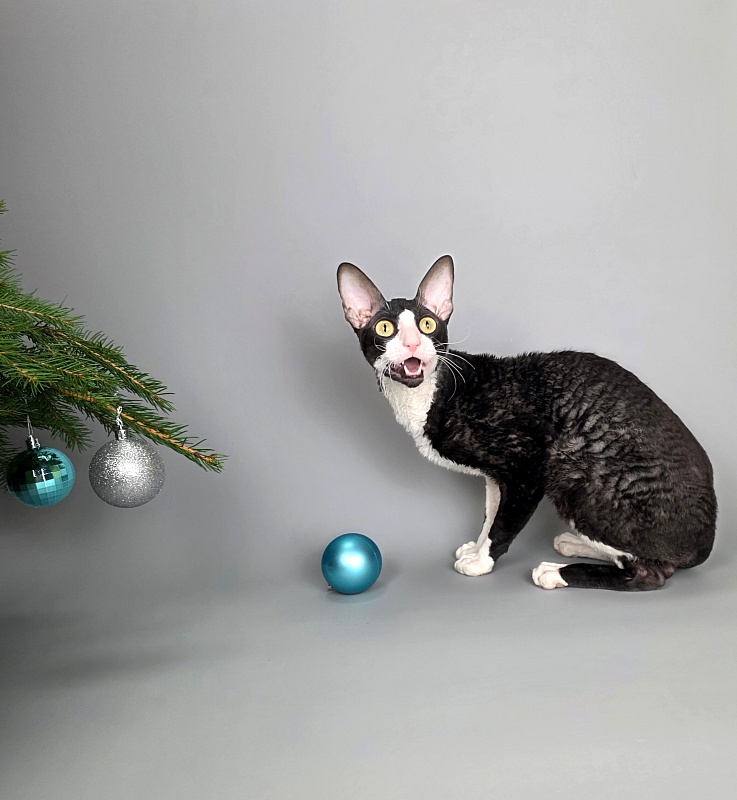 Bazilik Elemani Dream - Adult cornish rex 1 year 11 months