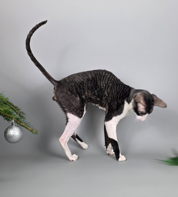 Bazilik Elemani Dream - Adult cornish rex 1 year 11 months