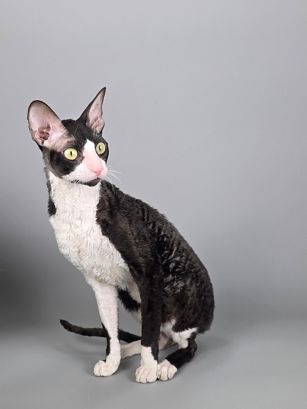 Bazilik Elemani Dream - Adult cornish rex 1 year 11 months