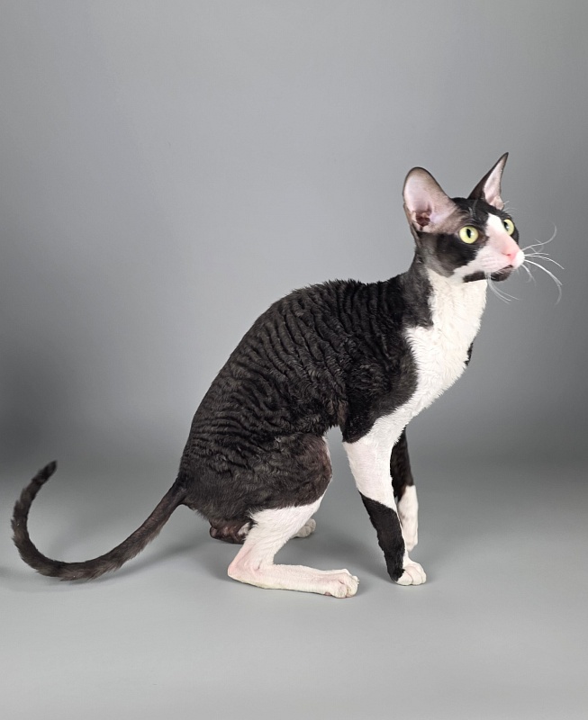 Bazilik Elemani Dream - Adult cornish rex 1 year 11 months