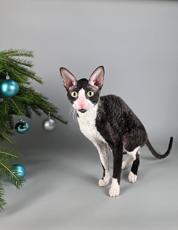 Bazilik Elemani Dream - Adult cornish rex 1 year 11 months