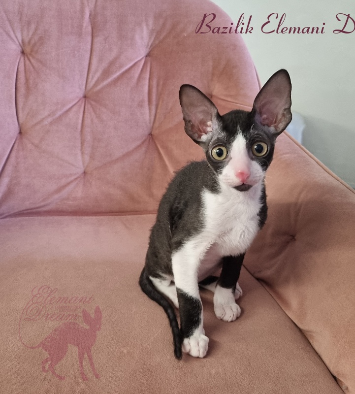 Bazilik Elemani Dream - Kitten cornish rex 2 months 1.5 week