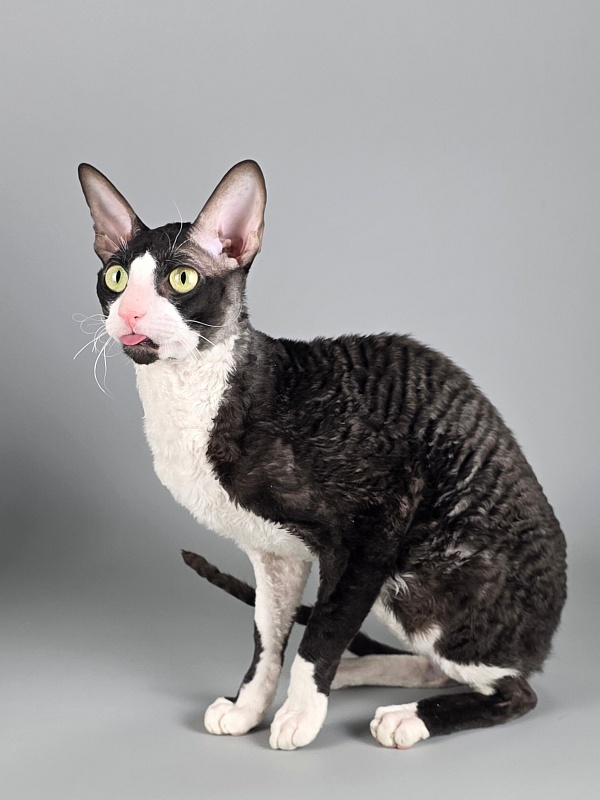 Bazilik Elemani Dream - Adult cornish rex 1 year 11 months