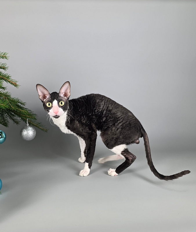 Bazilik Elemani Dream - Adult cornish rex 1 year 11 months