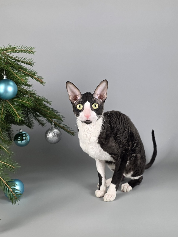 Bazilik Elemani Dream - Adult cornish rex 1 year 11 months