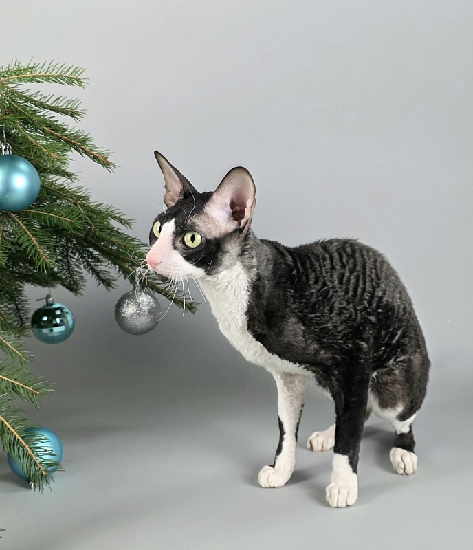Bazilik Elemani Dream - Adult cornish rex 1 year 11 months