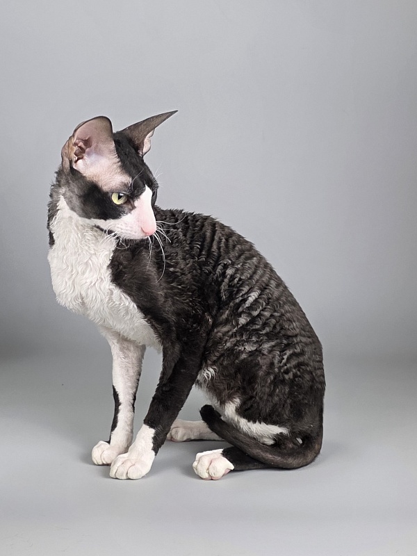 Bazilik Elemani Dream - Adult cornish rex 1 year 11 months