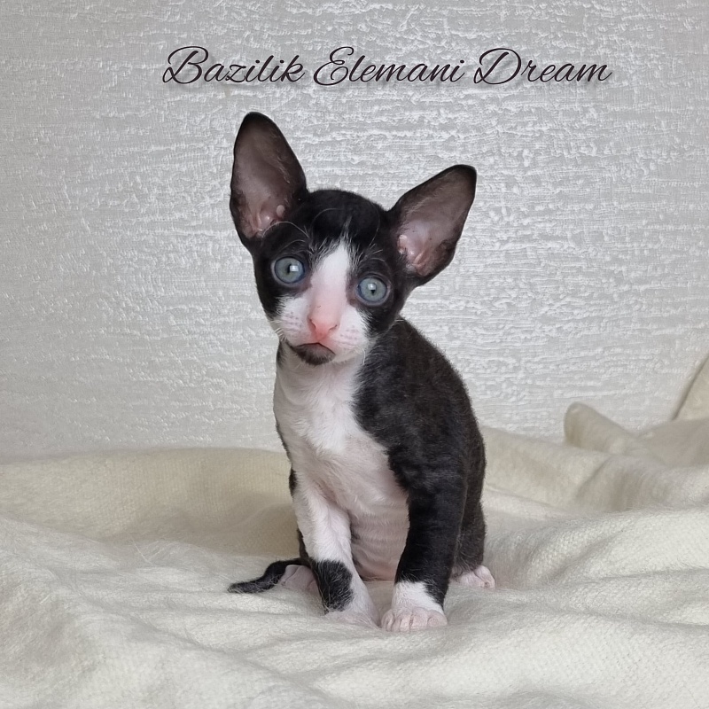 Bazilik Elemani Dream - Kitten cornish rex 1 month
