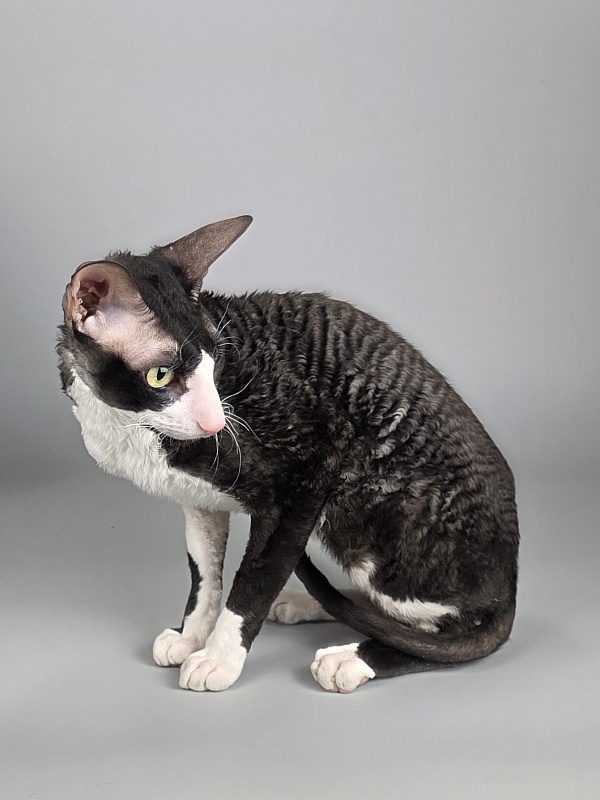 Bazilik Elemani Dream - Adult cornish rex 1 year 11 months