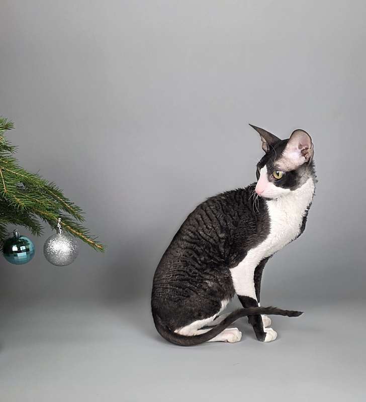 Bazilik Elemani Dream - Adult cornish rex 1 year 11 months