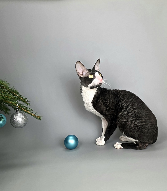 Bazilik Elemani Dream - Adult cornish rex 1 year 11 months