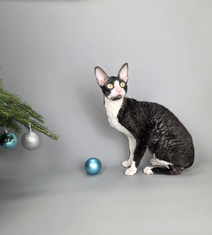 Bazilik Elemani Dream - Adult cornish rex 1 year 11 months