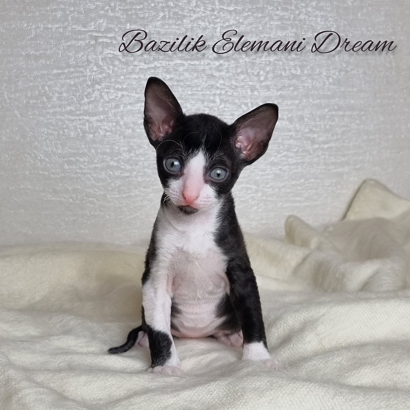 Bazilik Elemani Dream - Kitten cornish rex 1 month