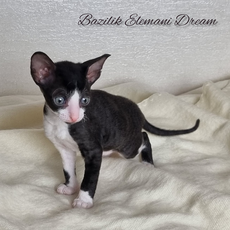 Bazilik Elemani Dream - Kitten cornish rex 1 month