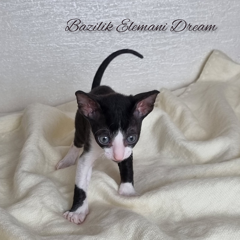 Bazilik Elemani Dream - Kitten cornish rex 1 month