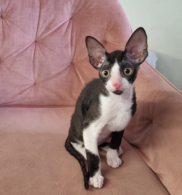Bazilik Elemani Dream - Kitten cornish rex 2 months 1.5 week