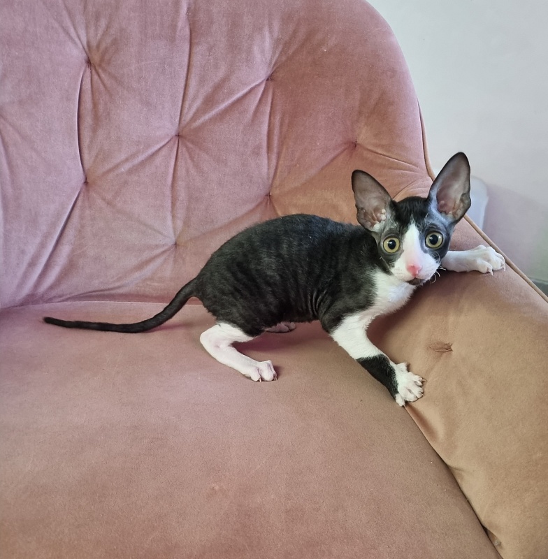 Bazilik Elemani Dream - Kitten cornish rex 2 months 1.5 week