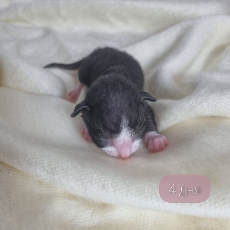 Bazilik Elemani Dream - Kitten cornish rex 0.5 weeks
