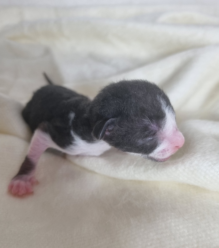 Bazilik Elemani Dream - Kitten cornish rex 0.5 weeks