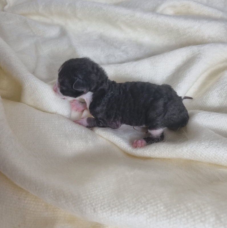Bazilik Elemani Dream - Kitten cornish rex 0.5 weeks
