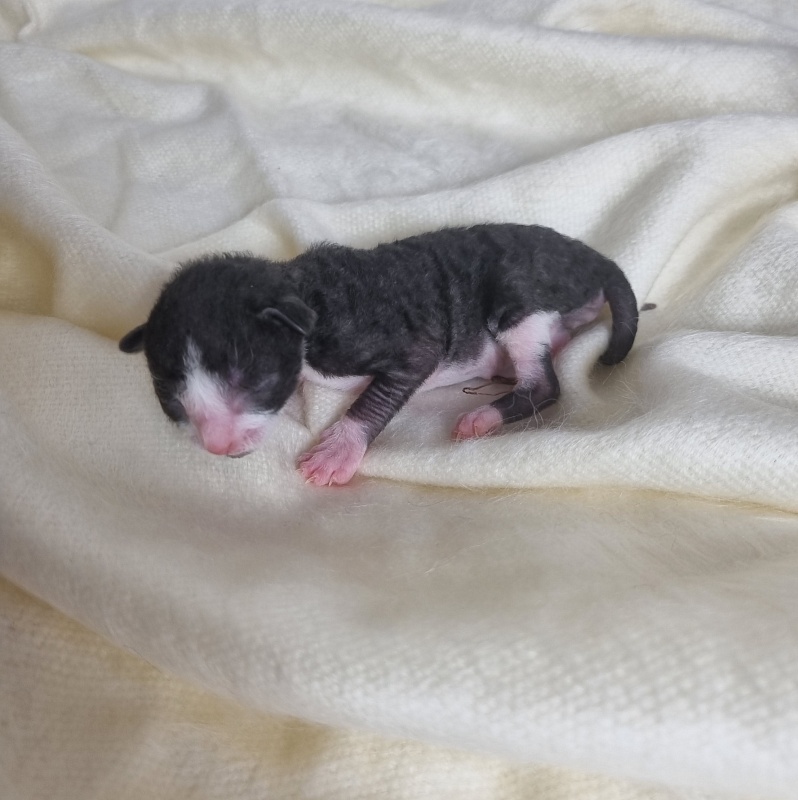 Bazilik Elemani Dream - Kitten cornish rex 0.5 weeks