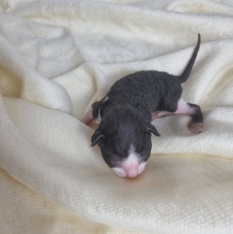 Bazilik Elemani Dream - Kitten cornish rex 0.5 weeks