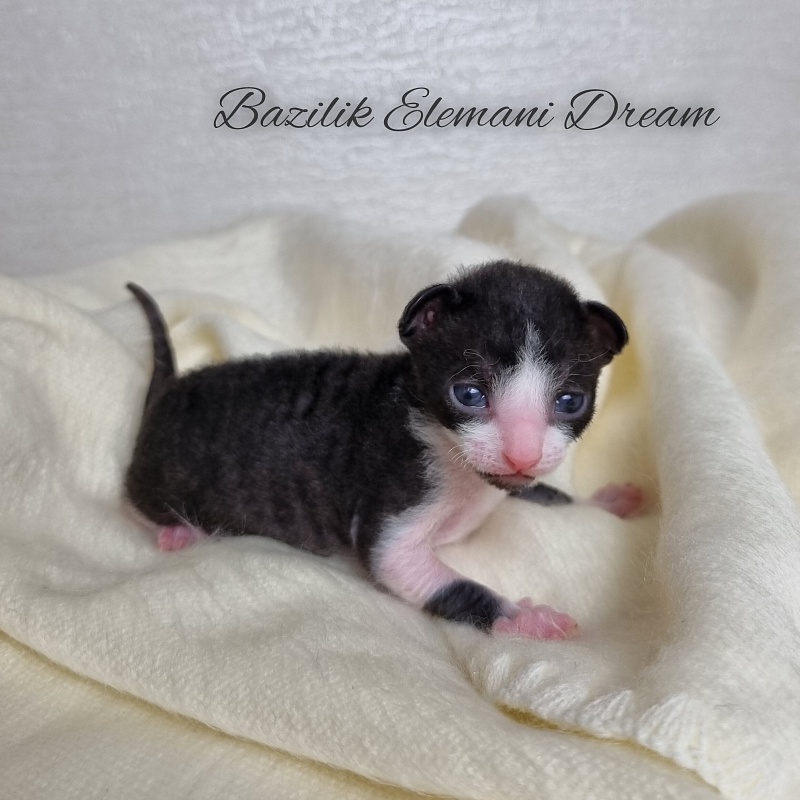 Bazilik Elemani Dream - Kitten cornish rex 1.5 week