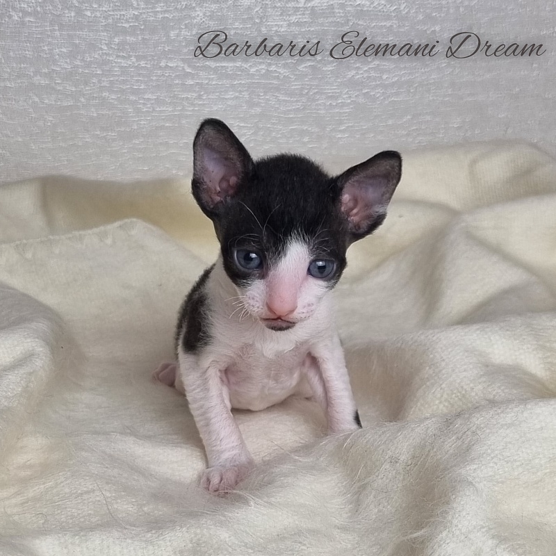 Barbaris Elemani Dream - Kitten cornish rex 3 weeks