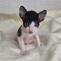 Barbaris Elemani Dream