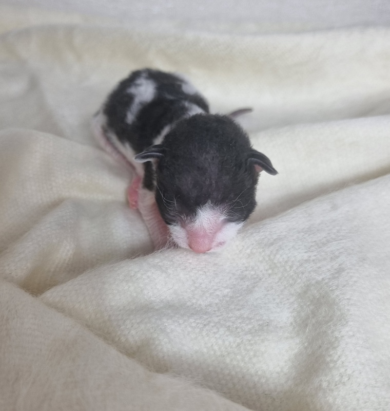 Barbaris Elemani Dream - Kitten cornish rex 0.5 weeks