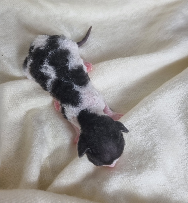 Barbaris Elemani Dream - Kitten cornish rex 0.5 weeks