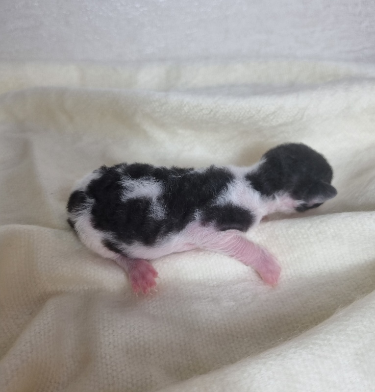 Barbaris Elemani Dream - Kitten cornish rex 0.5 weeks