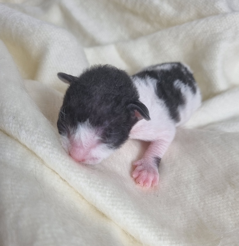 Barbaris Elemani Dream - Kitten cornish rex 0.5 weeks