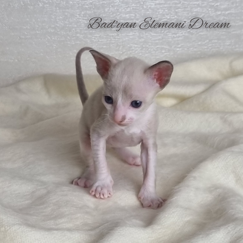 Bad'yan Elemani Dream - Kitten cornish rex 3 weeks