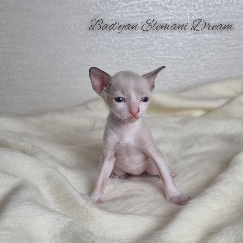 Bad'yan Elemani Dream - Kitten cornish rex 3 weeks