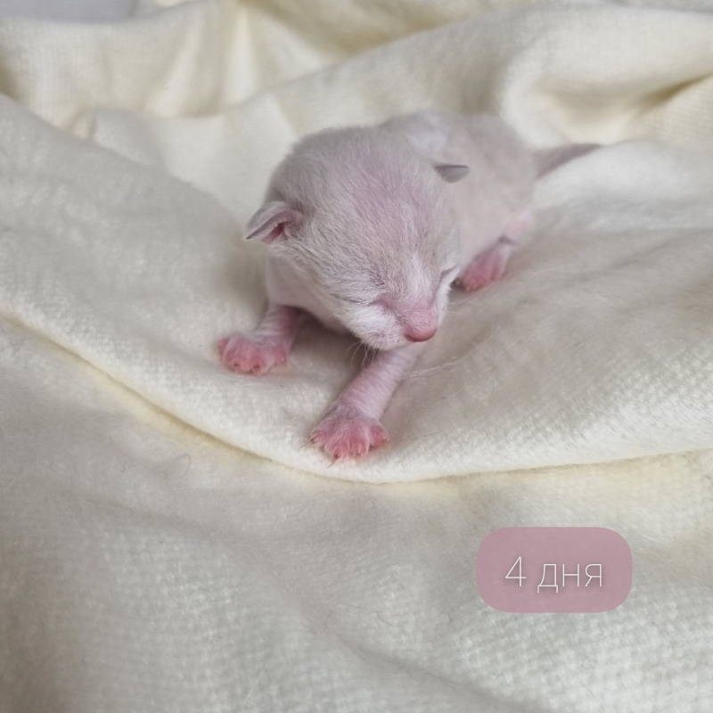 Bad'yan Elemani Dream - Kitten cornish rex 0.5 weeks