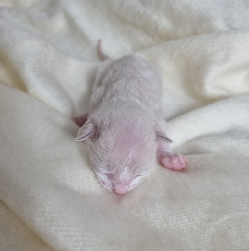 Bad'yan Elemani Dream - Kitten cornish rex 0.5 weeks