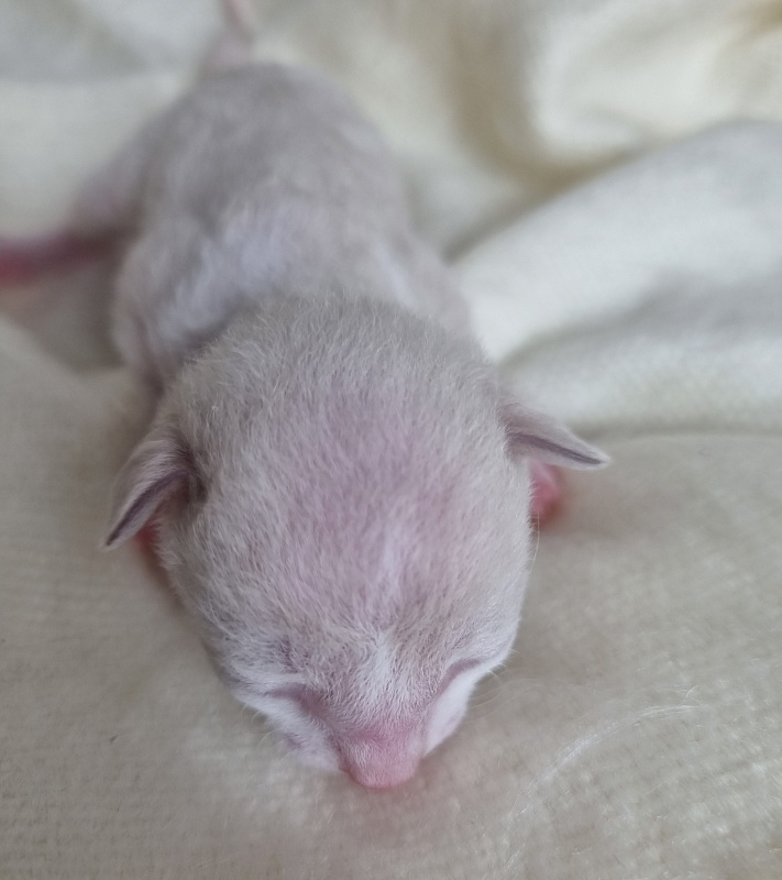 Bad'yan Elemani Dream - Kitten cornish rex 0.5 weeks